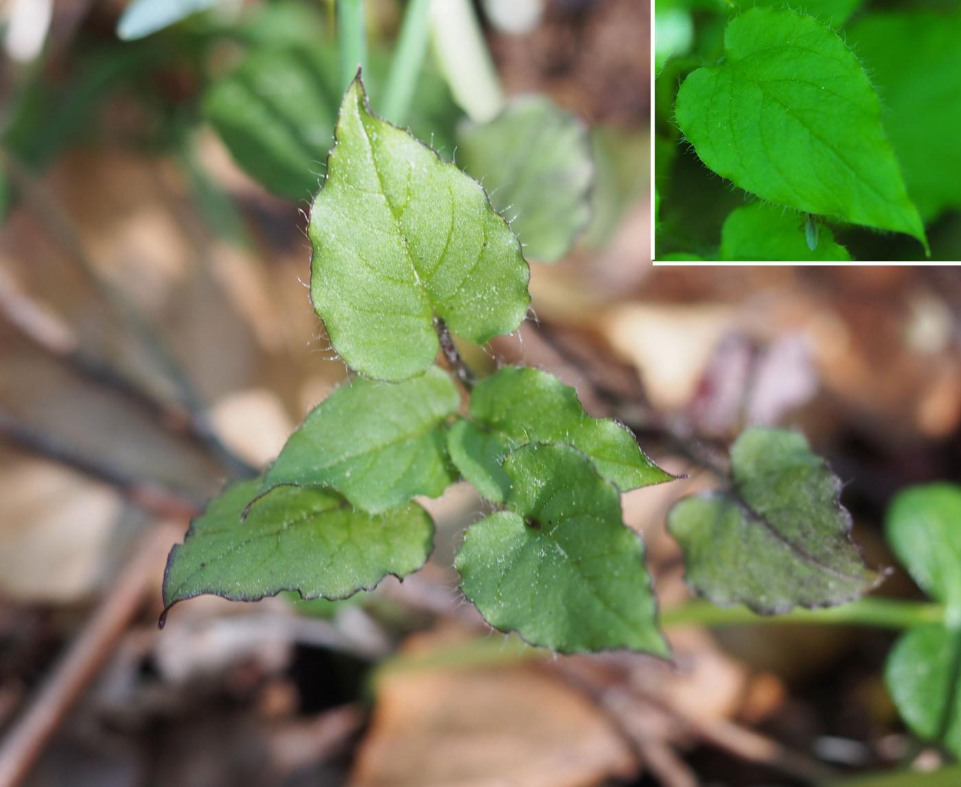 Stichwort, Wood leaf